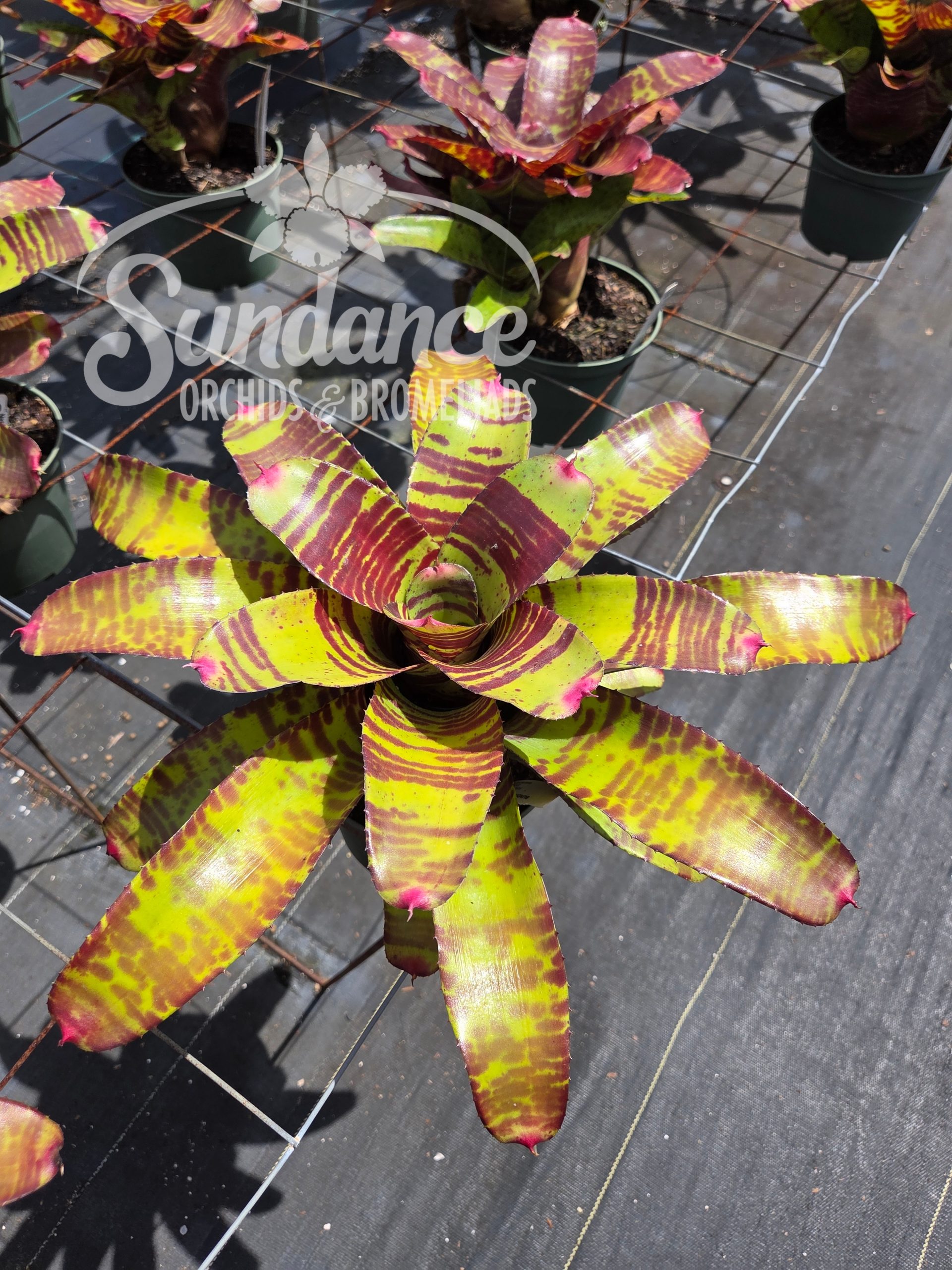 Neoregelia 'High Voltage'